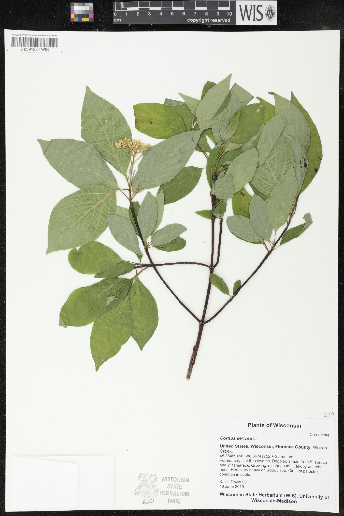 Cornus sericea image
