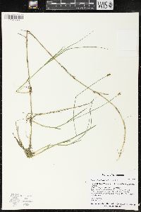 Carex chordorrhiza image