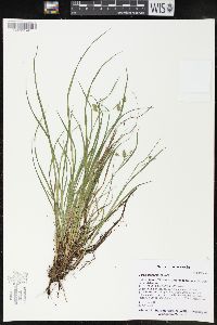 Carex magellanica image