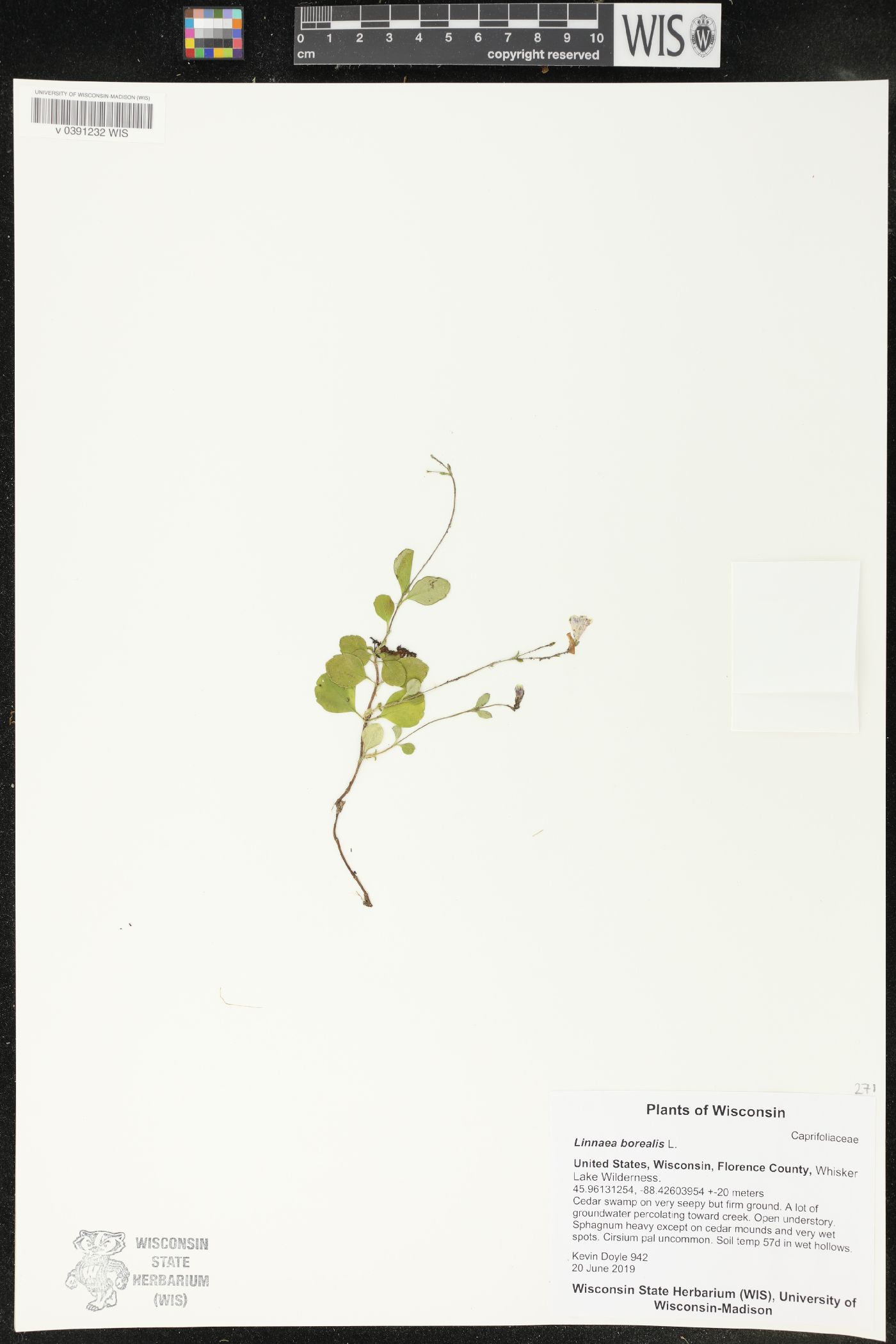 Linnaea borealis image