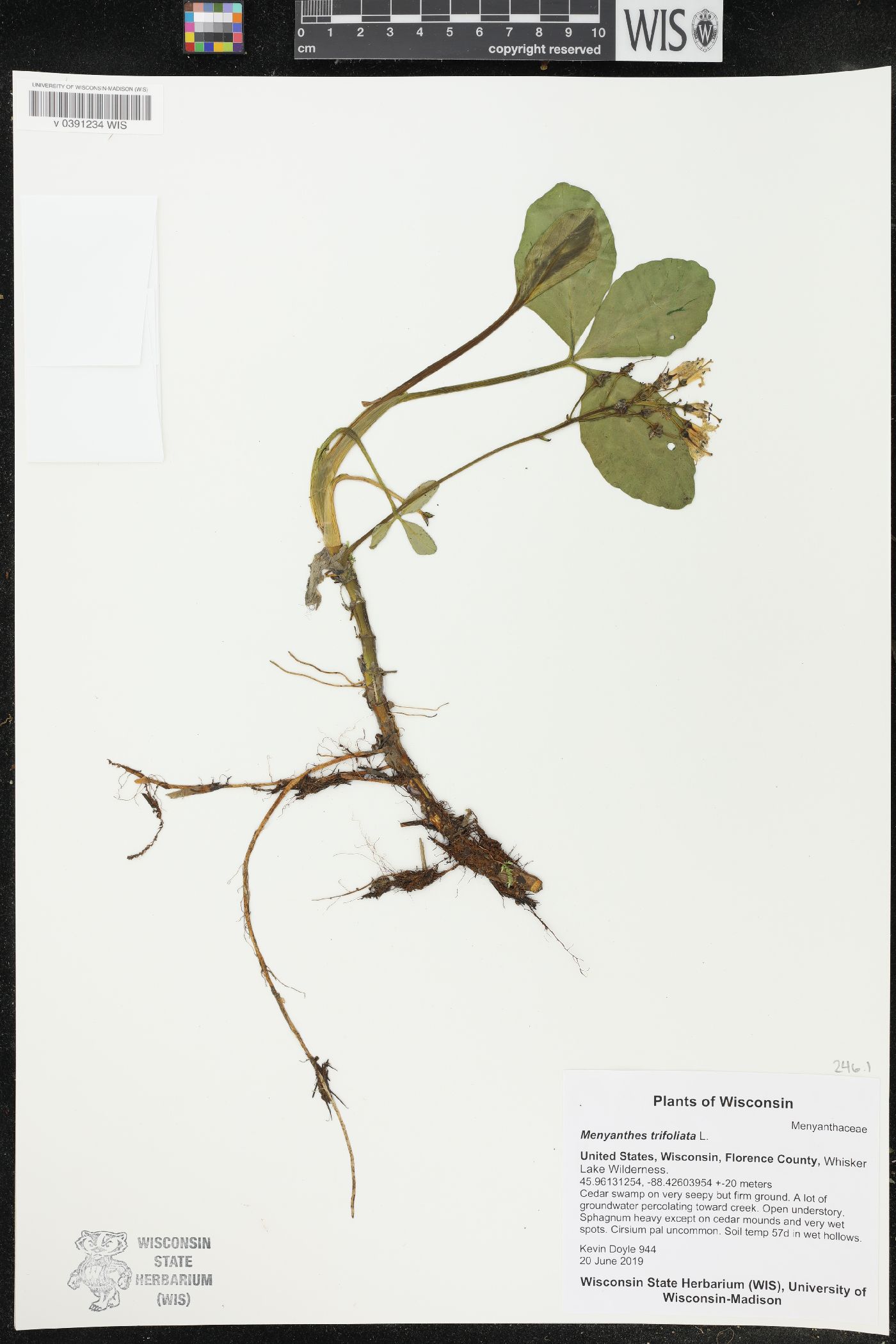 Menyanthes trifoliata image