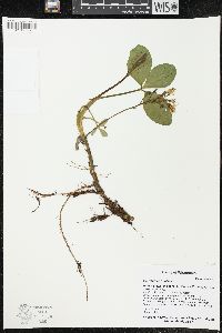 Menyanthes trifoliata image