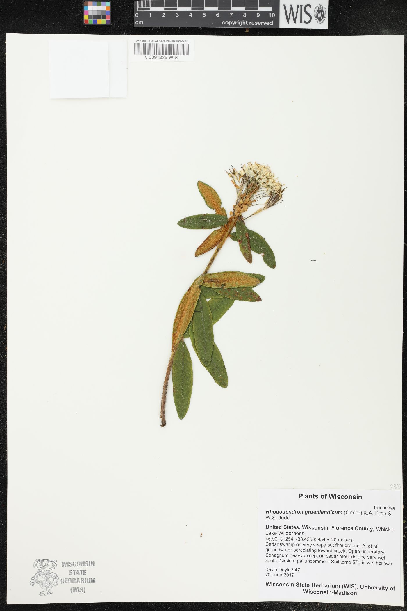 Rhododendron groenlandicum image