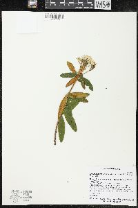 Rhododendron groenlandicum image