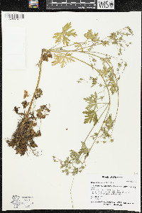 Geranium bicknellii image