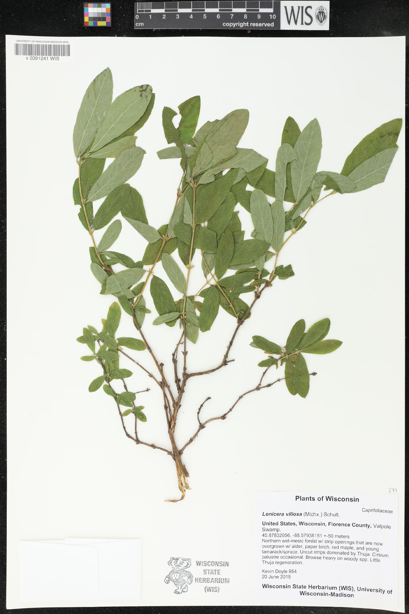 Lonicera villosa image