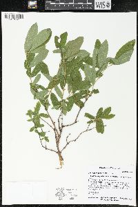 Lonicera villosa image