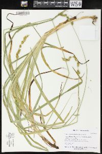 Carex sparganioides image