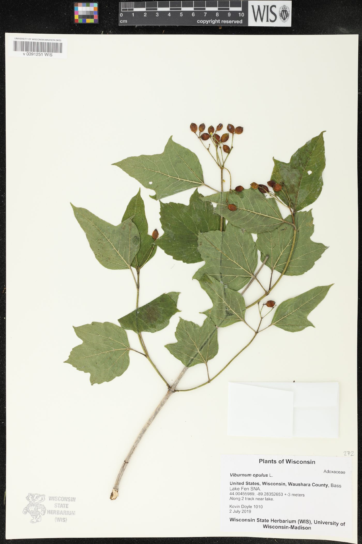 Viburnum opulus image
