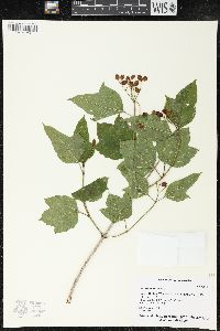 Viburnum opulus image