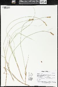 Carex siccata image