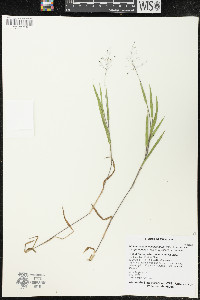 Dichanthelium villosissimum image