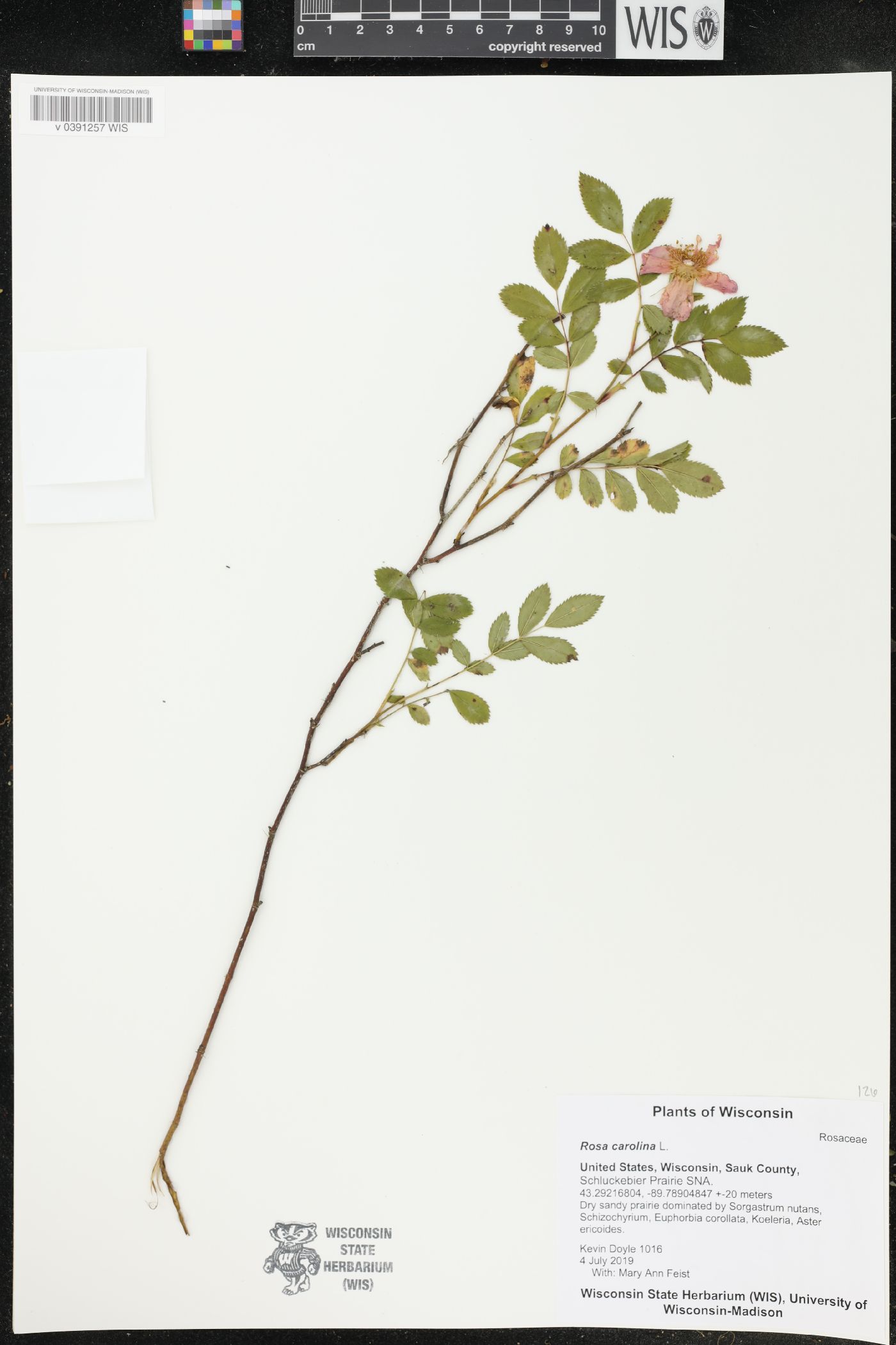Rosa carolina image