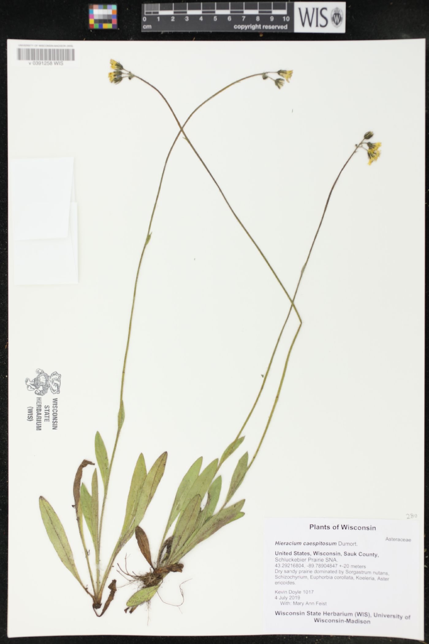 Hieracium caespitosum image