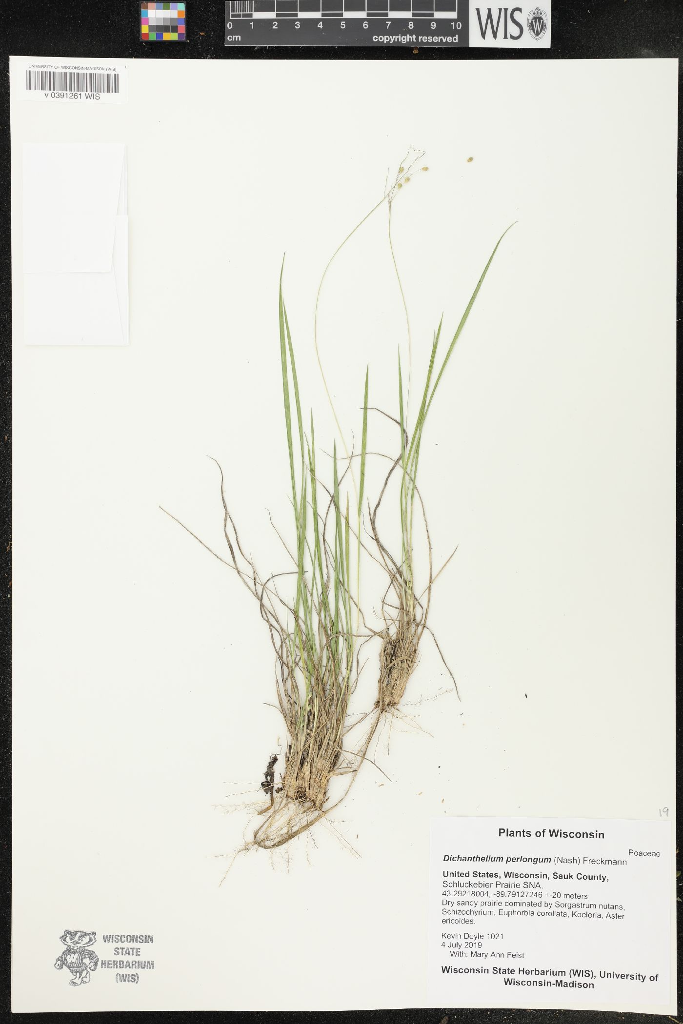Dichanthelium perlongum image