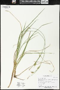 Carex meadii image