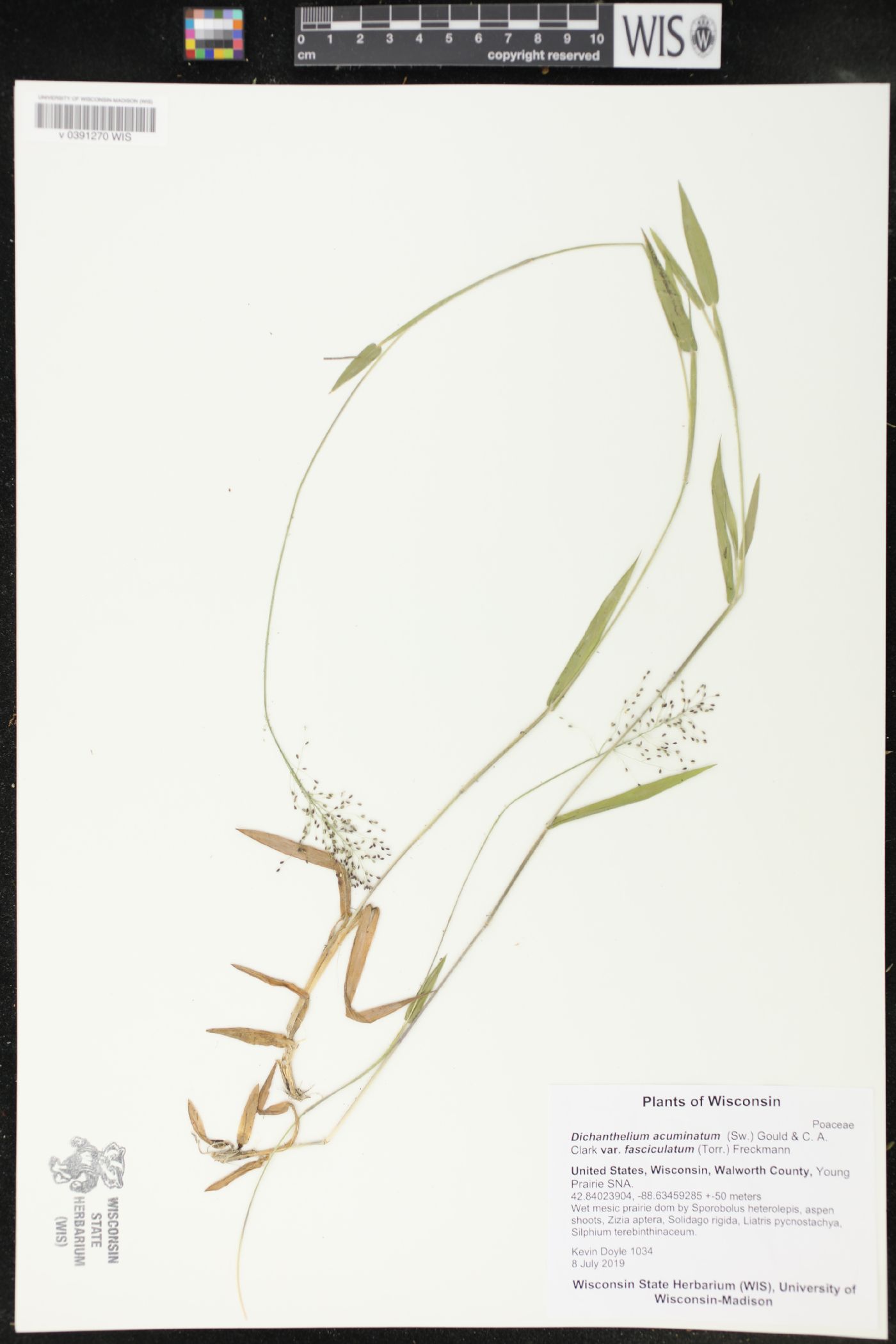 Dichanthelium acuminatum image