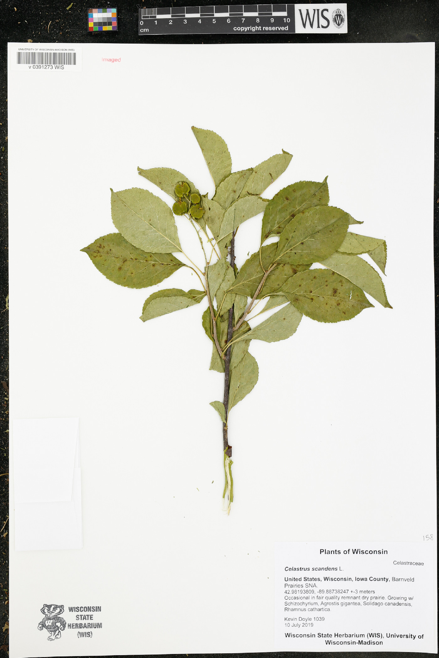 Celastrus scandens image