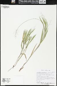 Dichanthelium villosissimum var. praecocius image