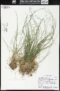 Poa saltuensis image