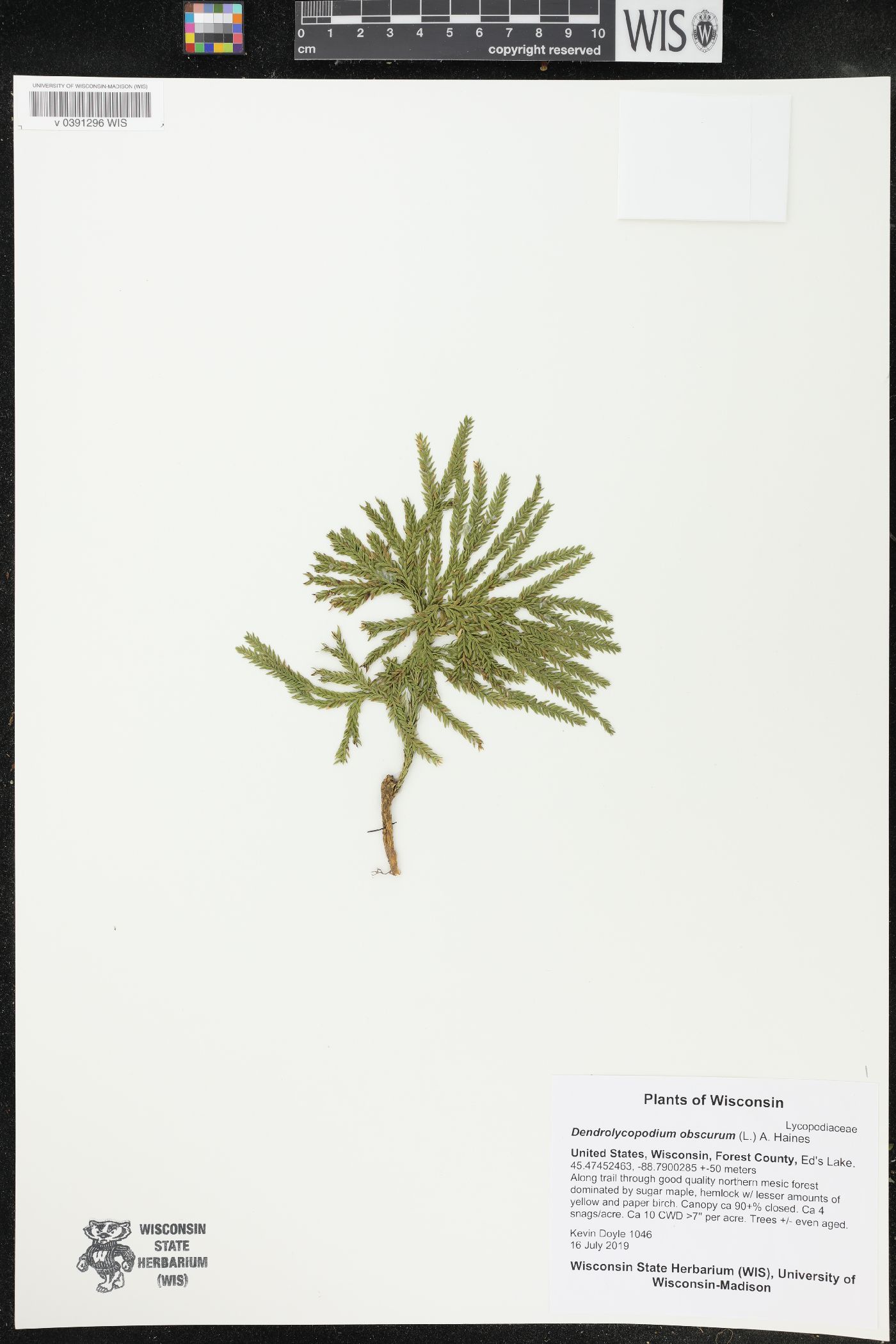 Dendrolycopodium obscurum image