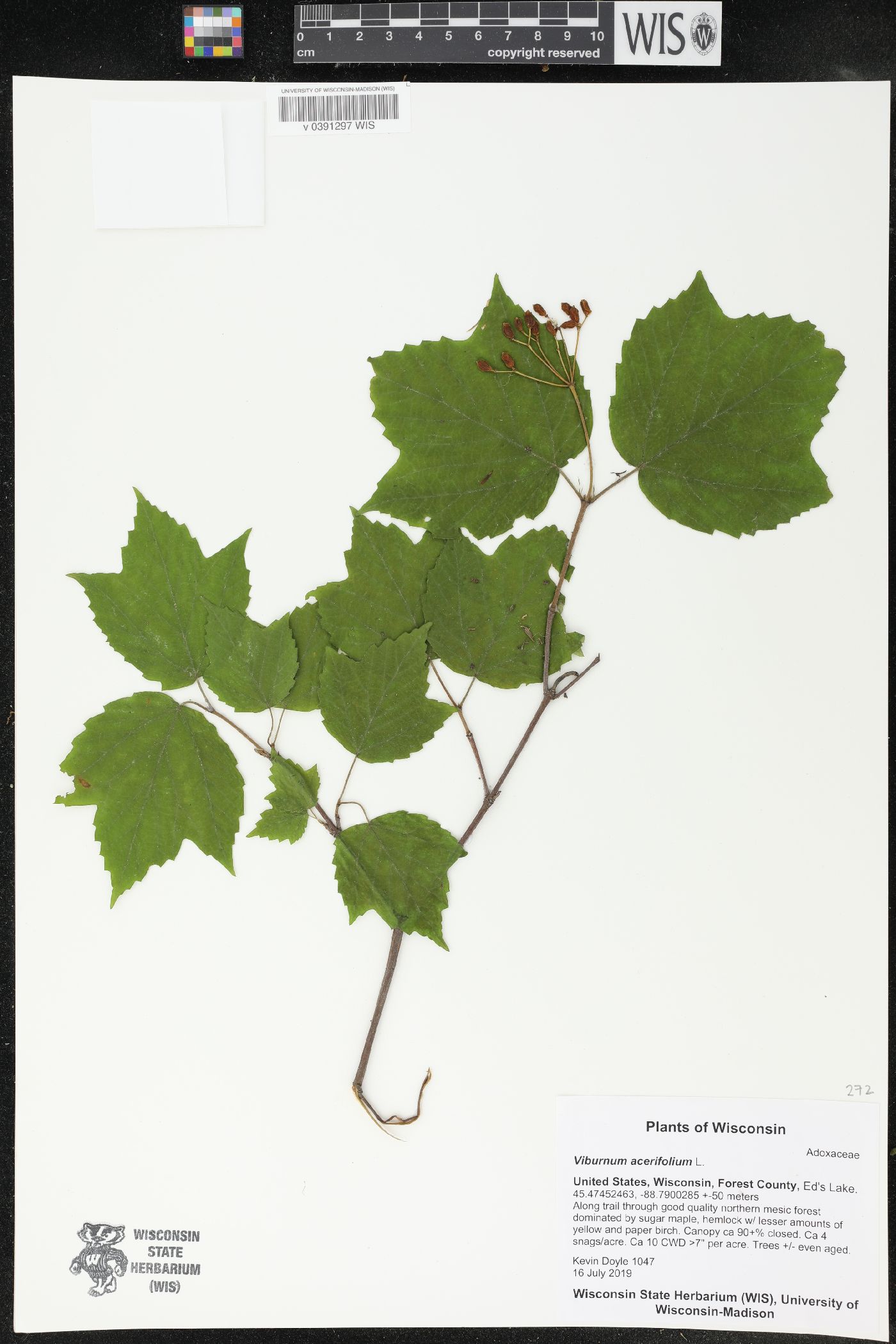 Viburnum acerifolium image
