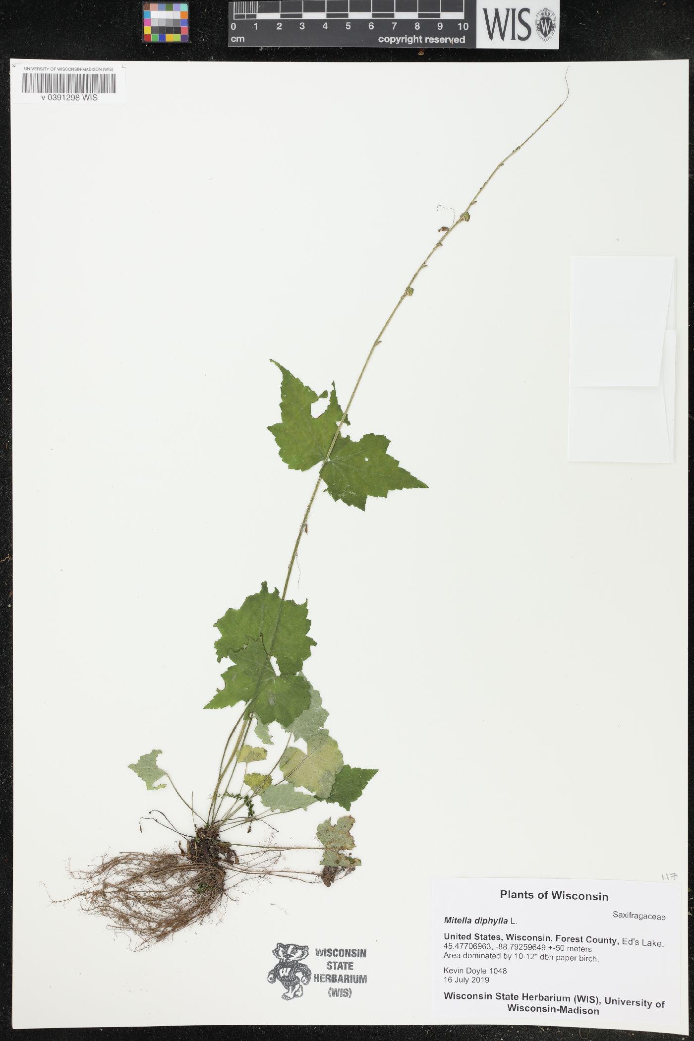 Mitella diphylla image