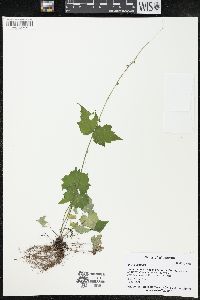 Mitella diphylla image