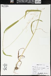 Milium effusum image