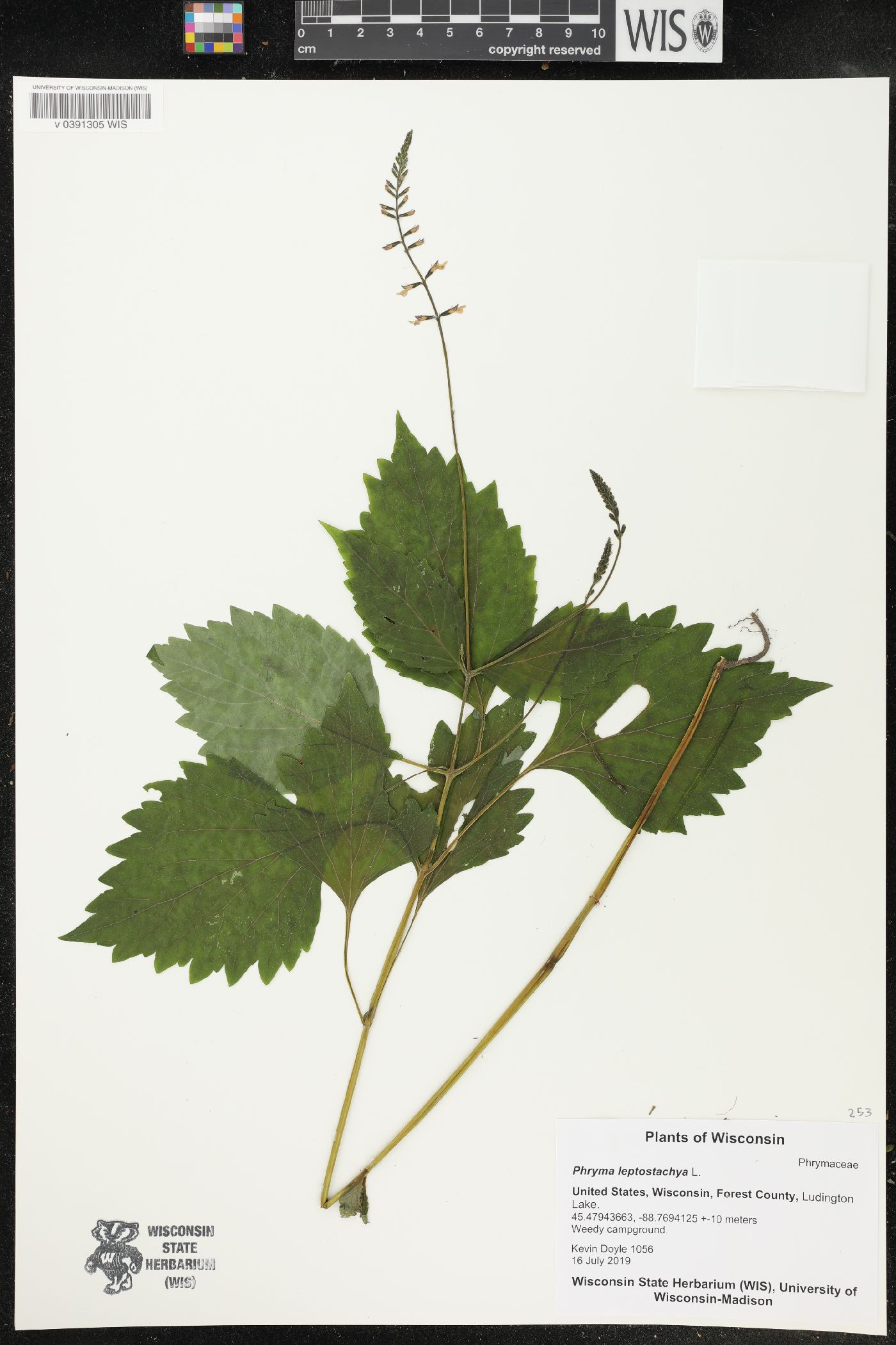Phryma leptostachya image