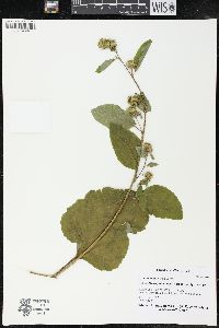 Arctium minus image