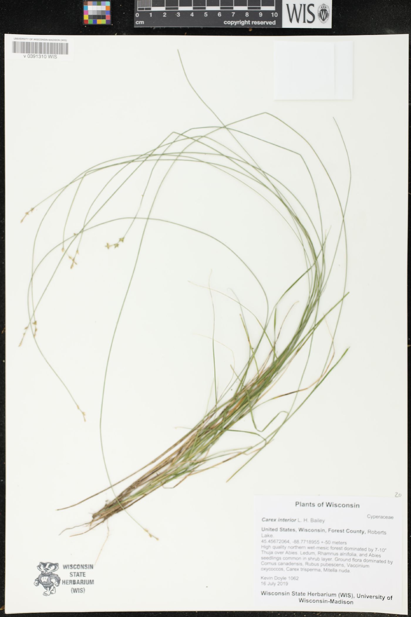 Carex interior image