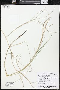 Carex chordorrhiza image