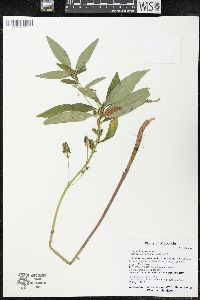 Lysimachia thyrsiflora image