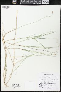 Carex chordorrhiza image