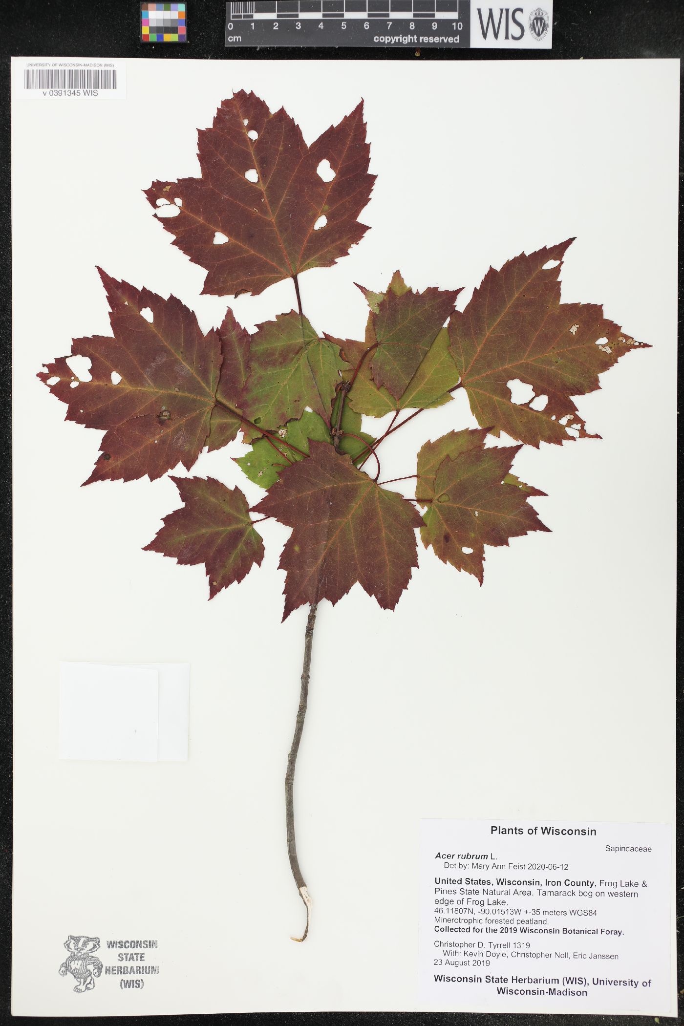 Acer rubrum image