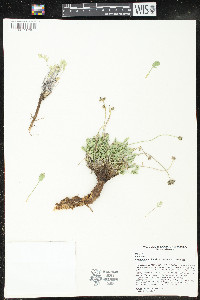 Cymopterus williamsii image