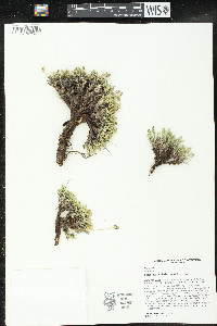 Shoshonea pulvinata image