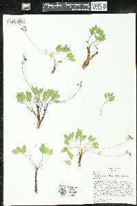 Tauschia stricklandii image