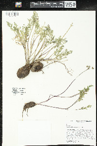 Lomatium roseanum image