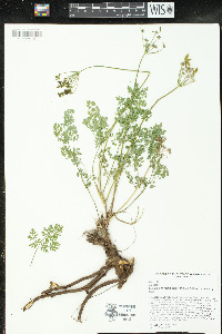 Lomatium martindalei image