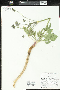 Lomatium nudicaule image