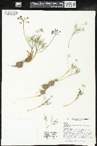 Lomatium farinosum image