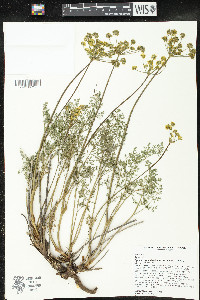 Pteryxia terebinthina var. terebinthina image