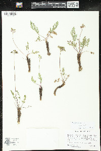 Pseudotaenidia montana image