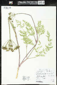 Lomatium multifidum image