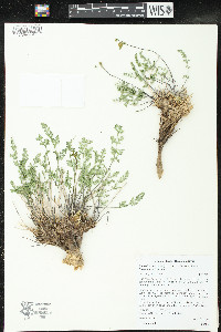 Lomatium scabrum image