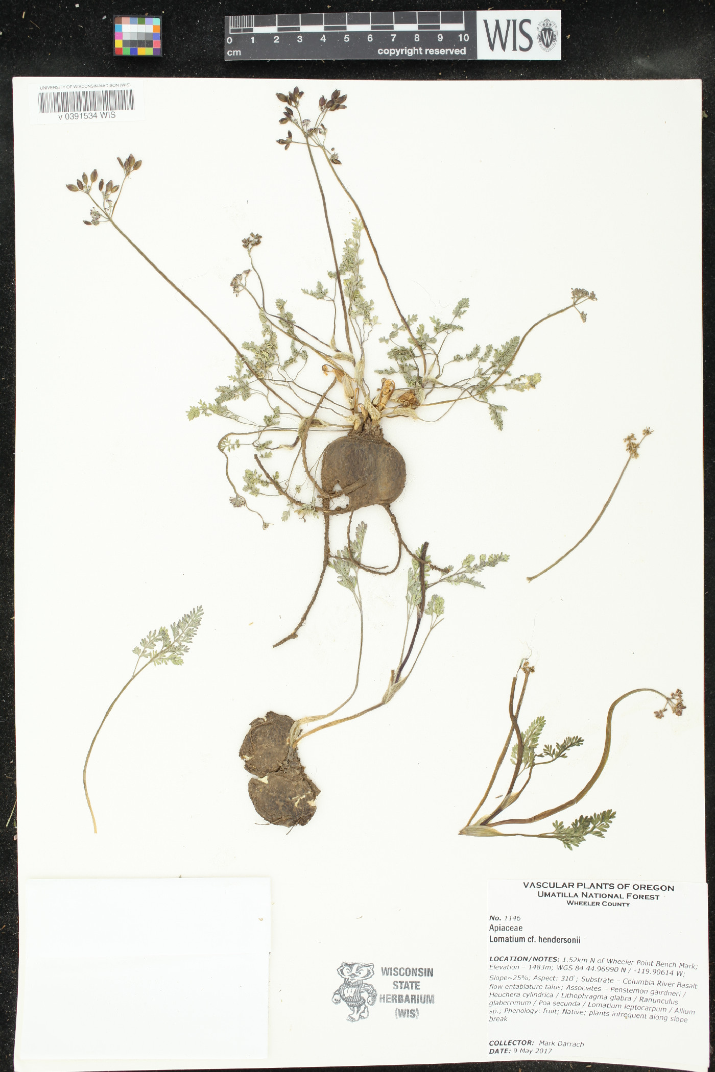 Lomatium hendersonii image