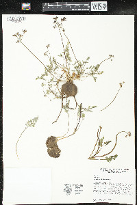 Lomatium hendersonii image