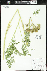 Lomatium multifidum image